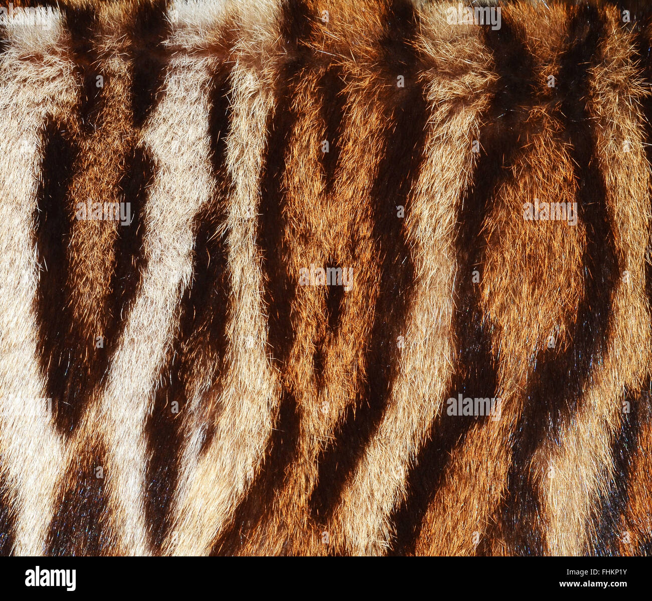 fur of siberian tiger Stock Photo - Alamy