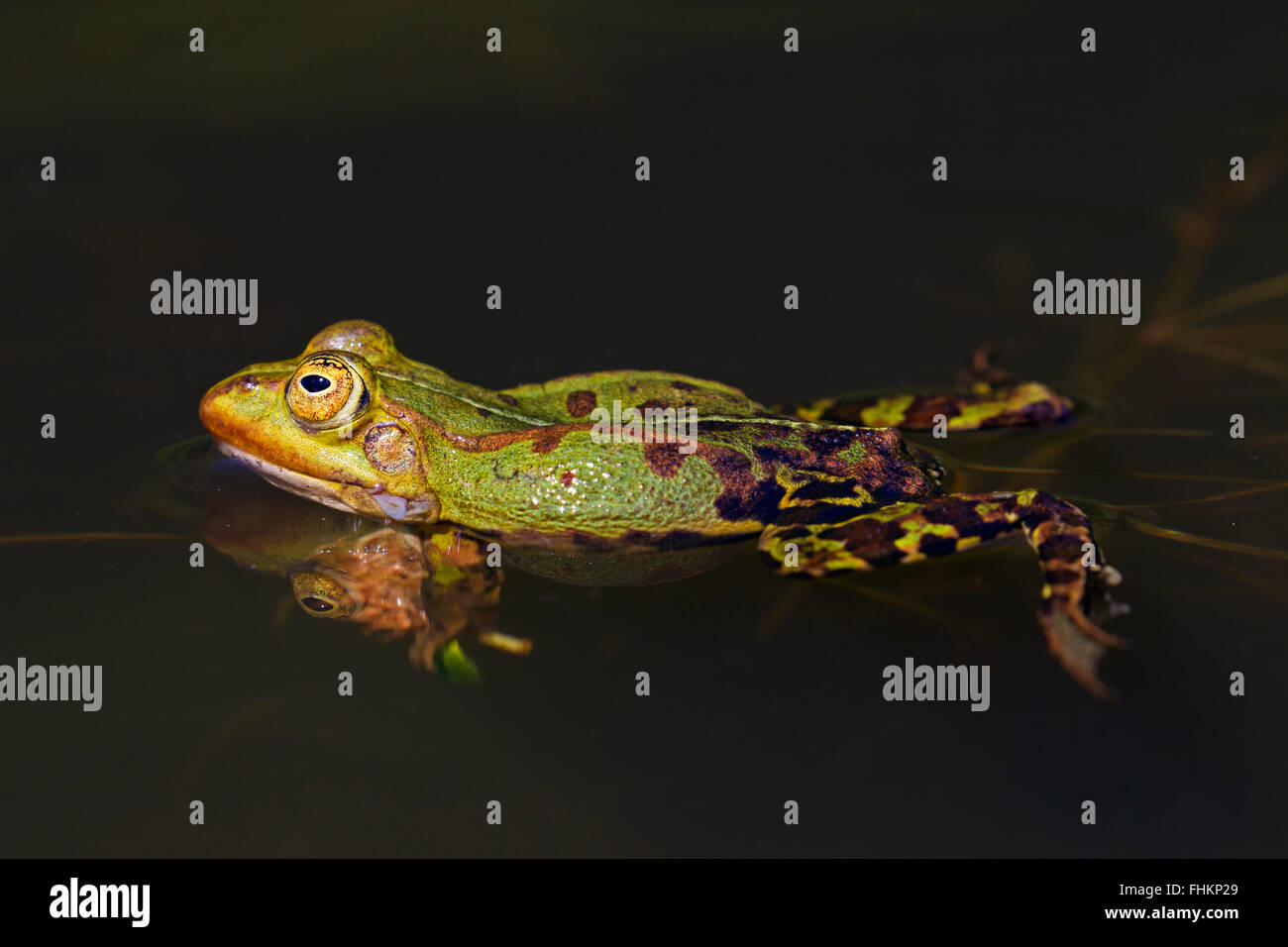 Edible frog / common water frog / green frog (Pelophylax kl. esculentus / Rana kl. esculenta