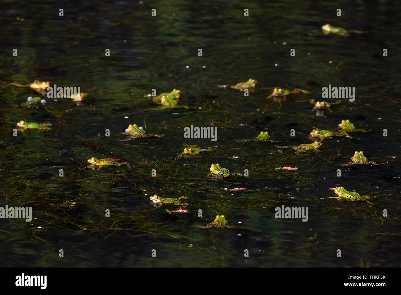 Edible frogs / green frog (Pelophylax kl. esculentus / Rana kl. esculenta) group floating in pond in the mating season Stock Photo