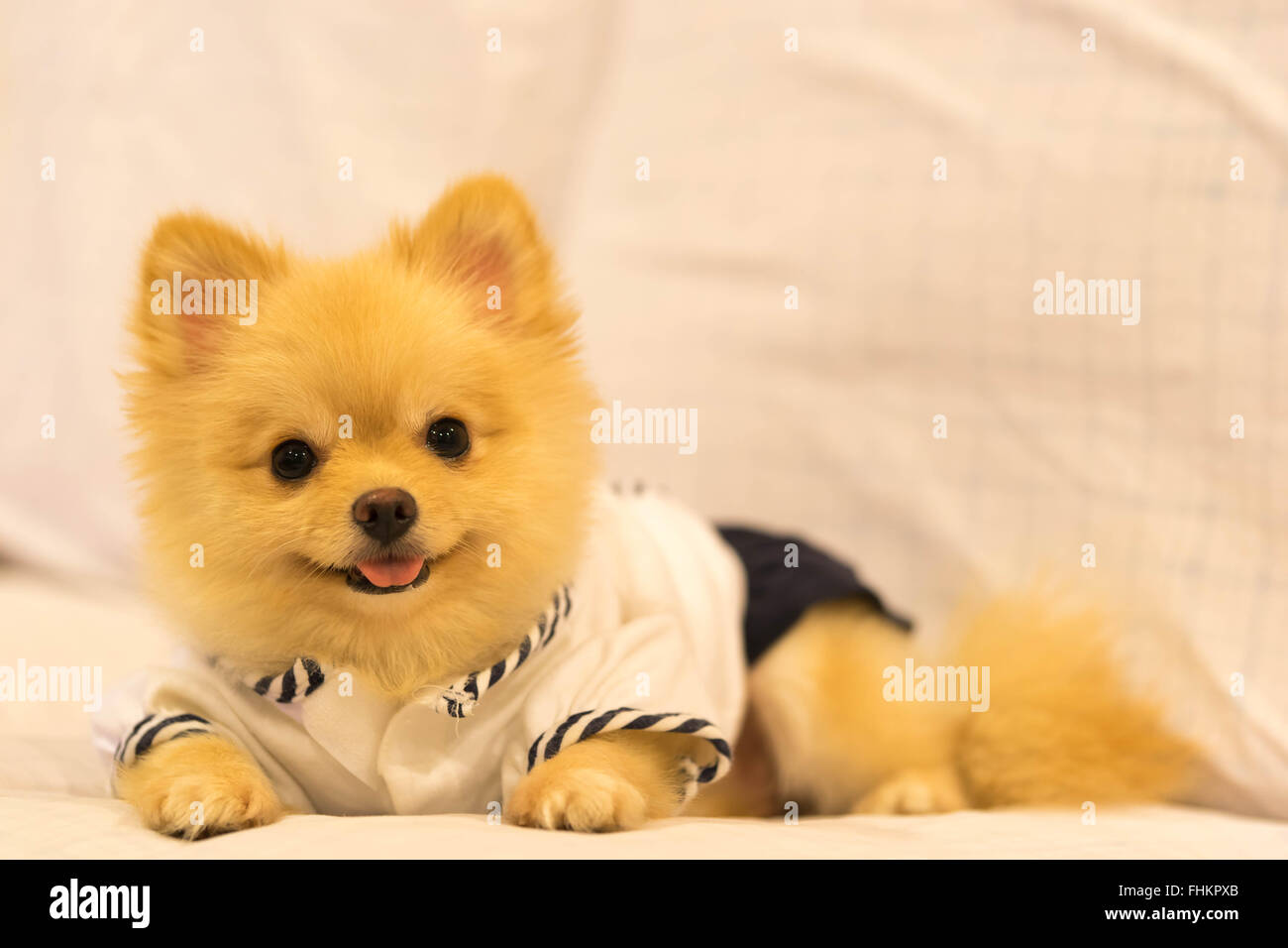 Cute pomeranian dog wearing student shirt, smiling on the sofa with copy space Stock Photo