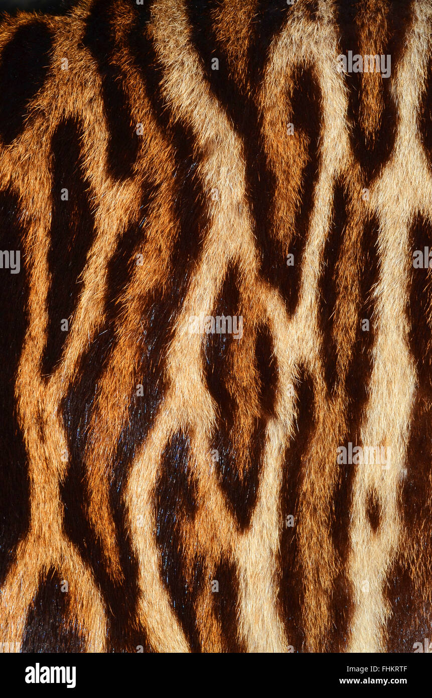 real fur of tiger Stock Photo