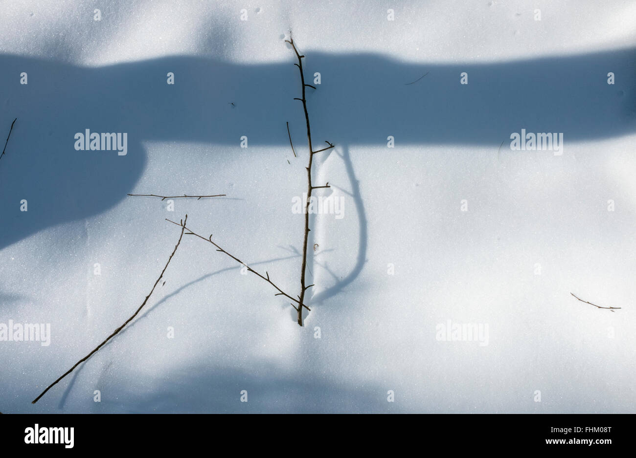 Tree Shadows on Snow Stock Photo - Alamy