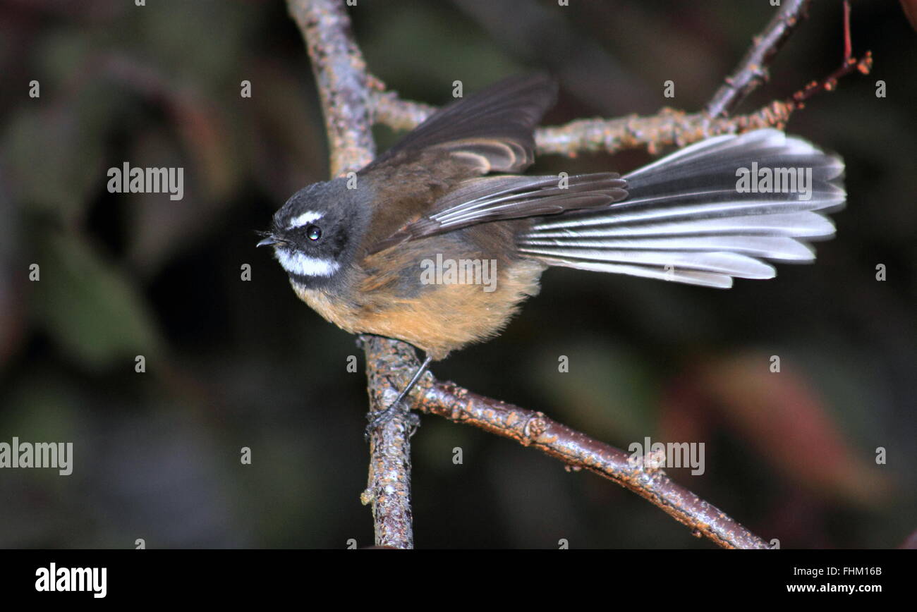 New Zealand Fantail Stock Photo Alamy