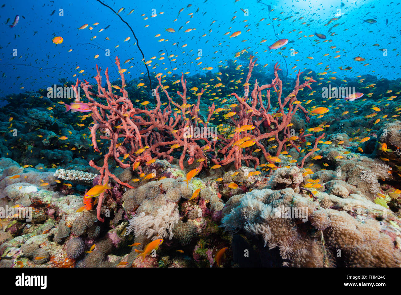 Lyretail Anthias over Coral Reef, Pseudanthias squamipinnis, Shaab Rumi, Red Sea, Sudan Stock Photo