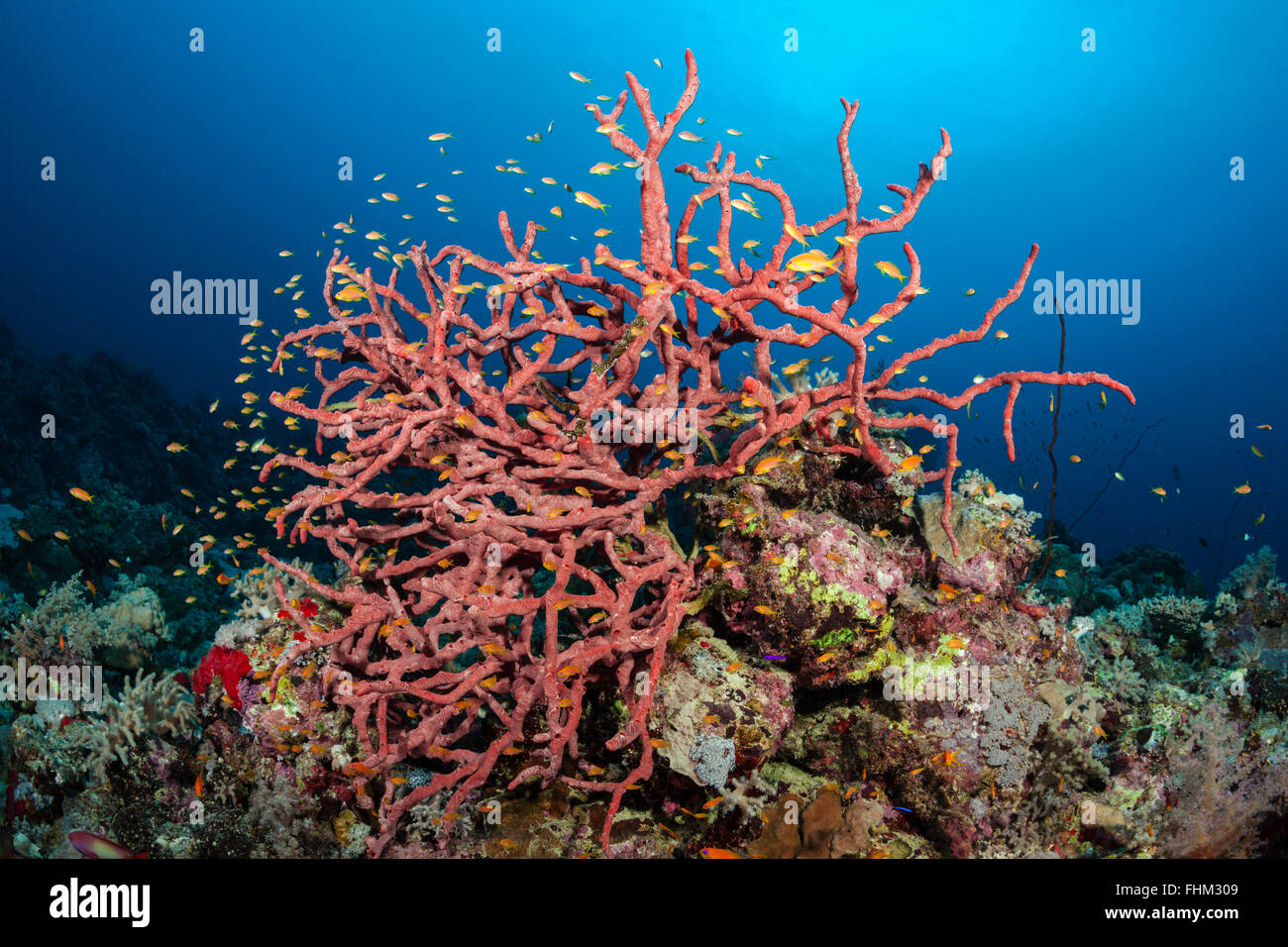 Lyretail Anthias over Coral Reef, Pseudanthias squamipinnis, Shaab Rumi, Red Sea, Sudan Stock Photo