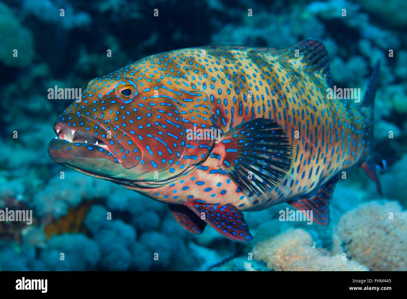Red Sea Leopard Coral Grouper, Plectropomus pessuliferus, Shaab Rumi, Red Sea, Sudan Stock Photo