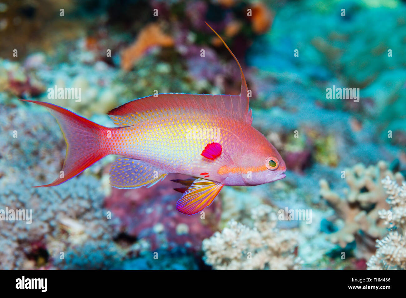 Male Lyretail Anthias, Pseudanthias squamipinnis, Shaab Rumi, Red Sea, Sudan Stock Photo