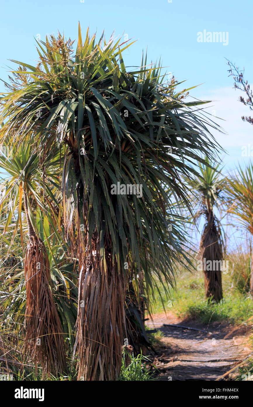 Cabbage tree new zealand hires stock photography and images Alamy