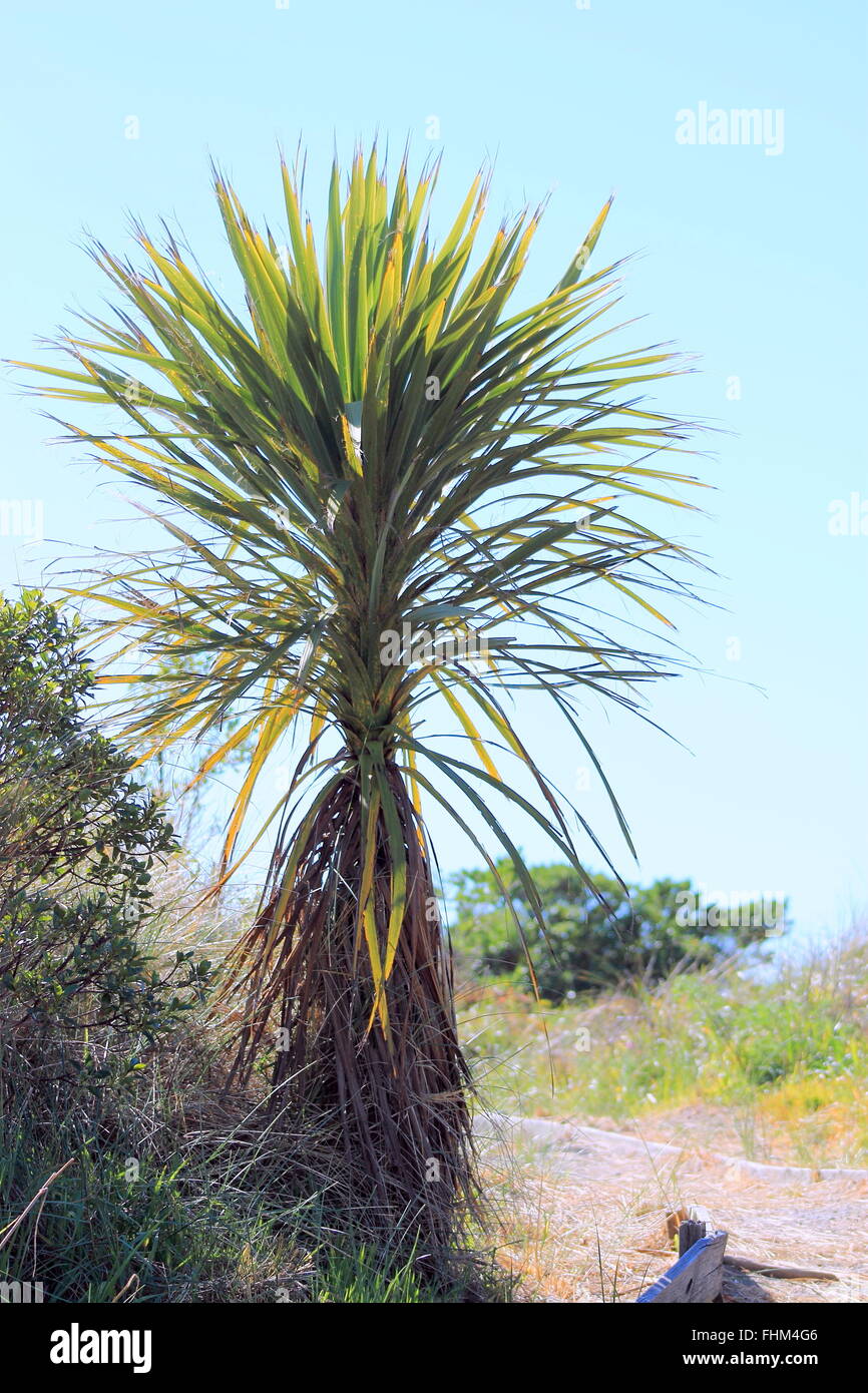 Cabbage tree new zealand hires stock photography and images Alamy