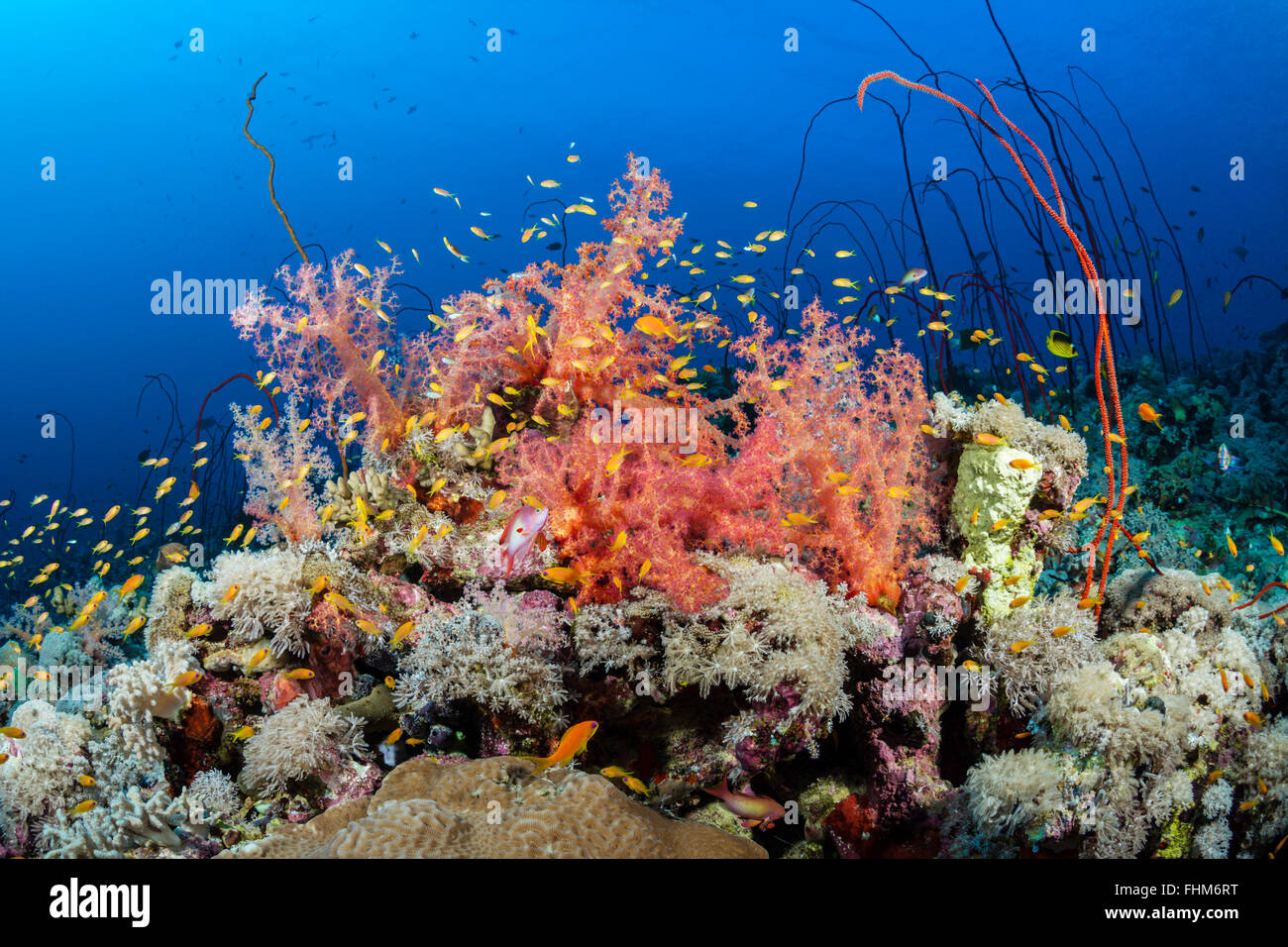 Colored Soft Coral Reef, Shaab Rumi, Red Sea, Sudan Stock Photo - Alamy