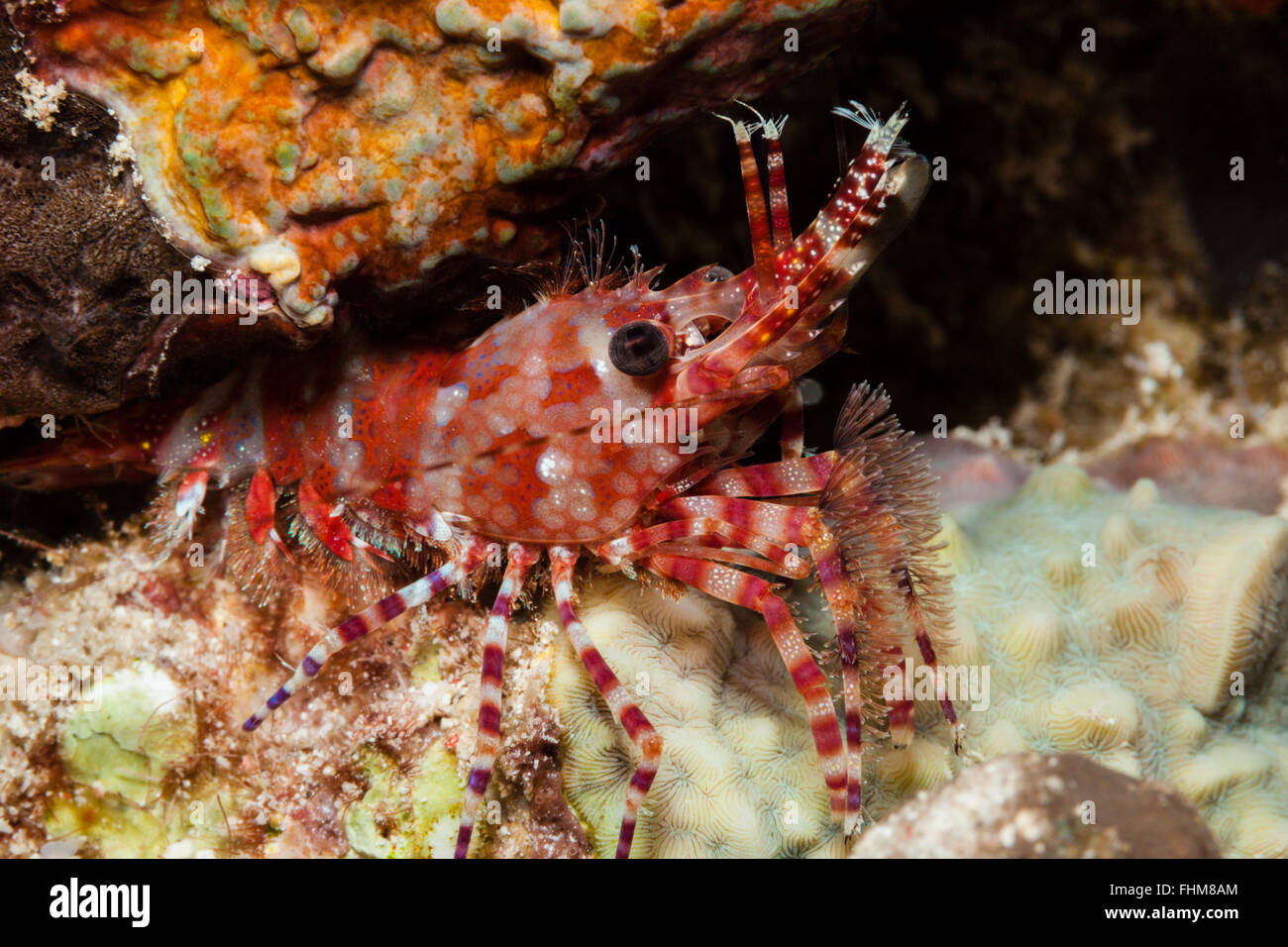 Marbled Shrimp, Saron sp., Shaab Rumi, Red Sea, Sudan Stock Photo