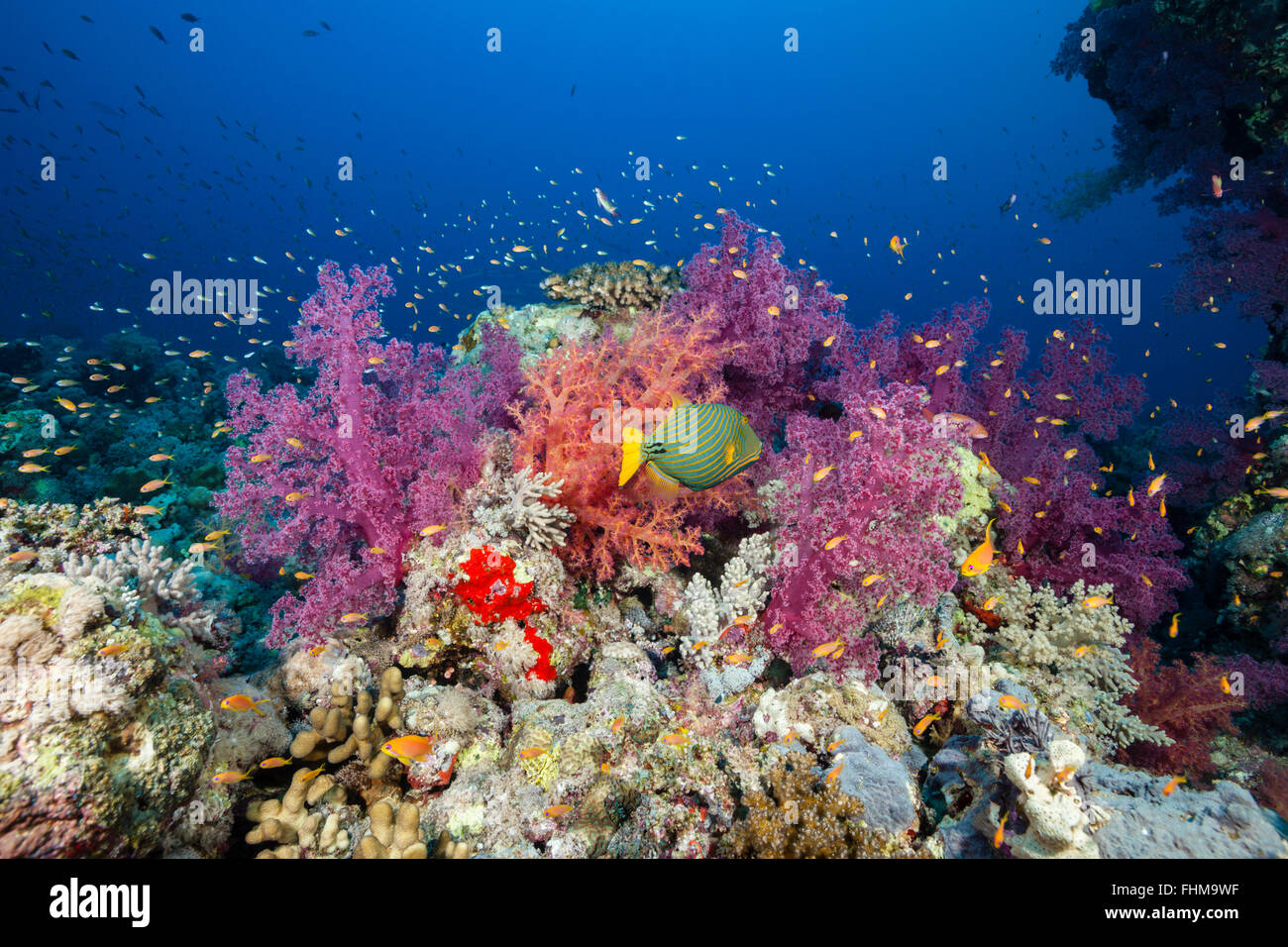 Colored Soft Coral Reef, Shaab Rumi, Red Sea, Sudan Stock Photo