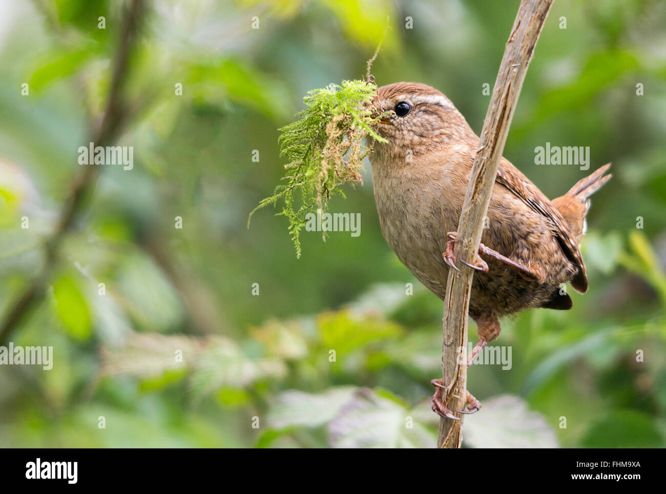 Wren Troglodytes troglodytes on branch with nesting material collected in bill. Breeding season close up detail soft focus background copy text space Stock Photo