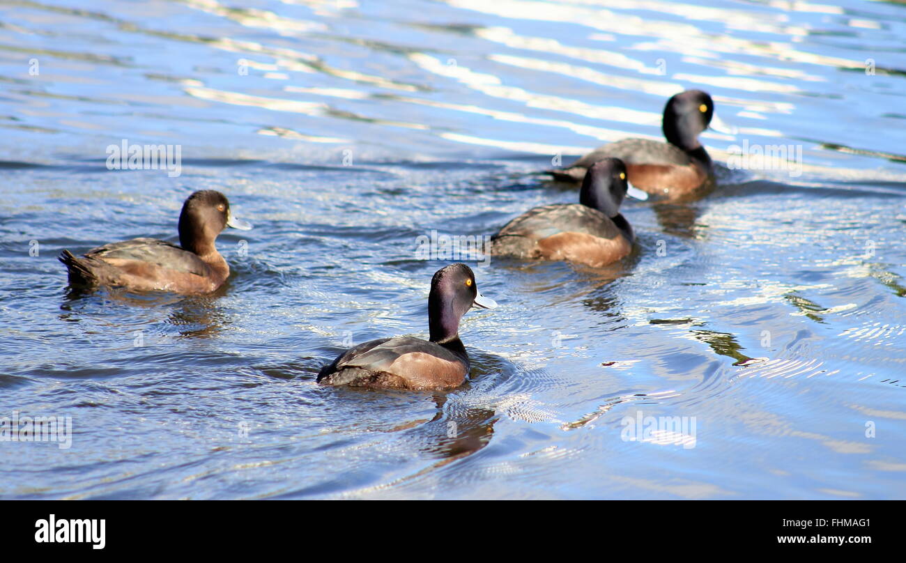 Group of New Zealand Scaup Stock Photo