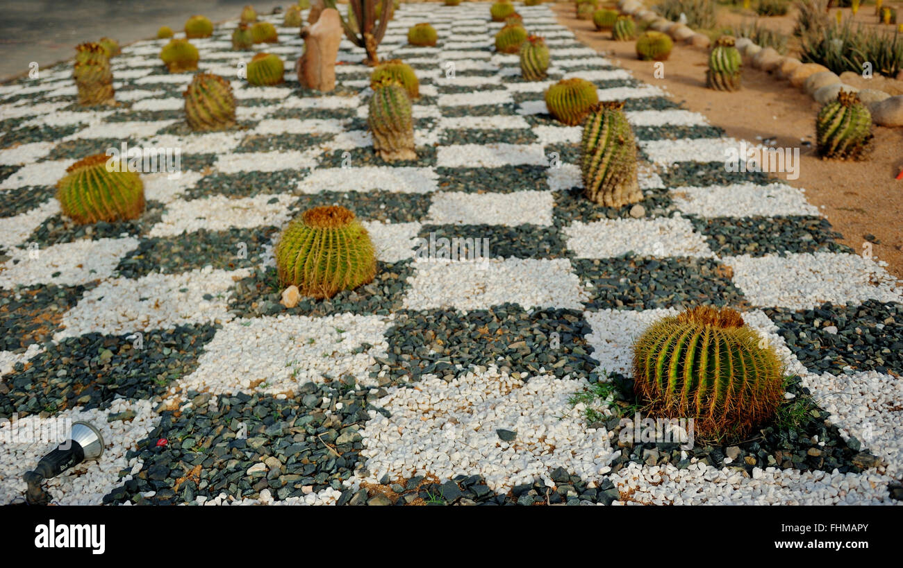 Flowerbed with cacti in Thailand Stock Photo