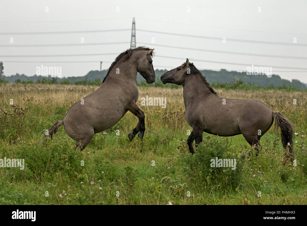 Polish primitive horse, UK, The view that the Polish Konik is the most recent descendant of the European Stock Photo