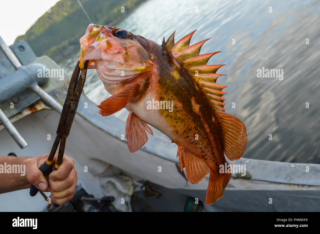 A Quillback Rockfish caught in a small bay near Ketchikan Alaska Stock