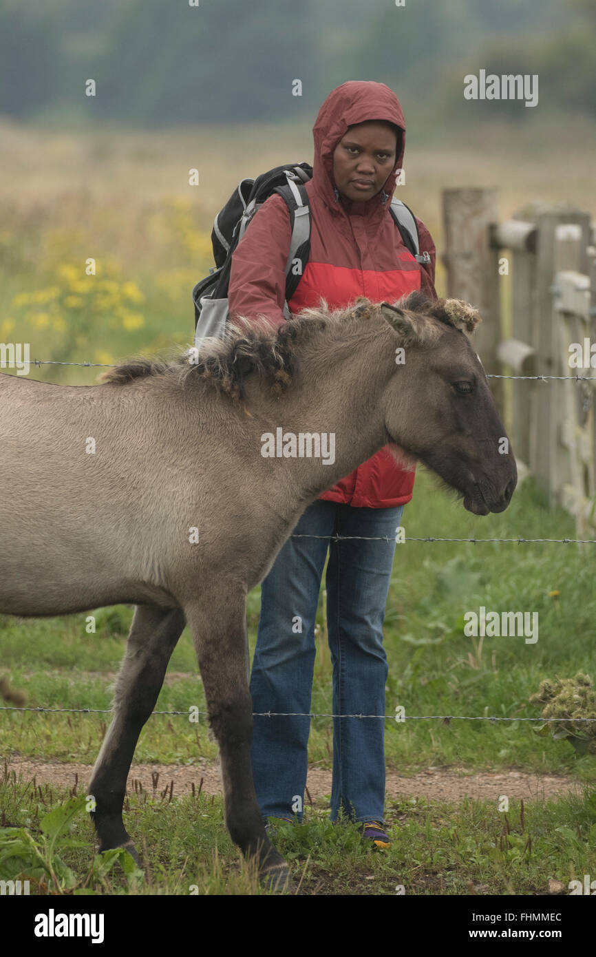 Polish primitive horse, UK, The view that the Polish Konik is the most recent descendant of the European Stock Photo