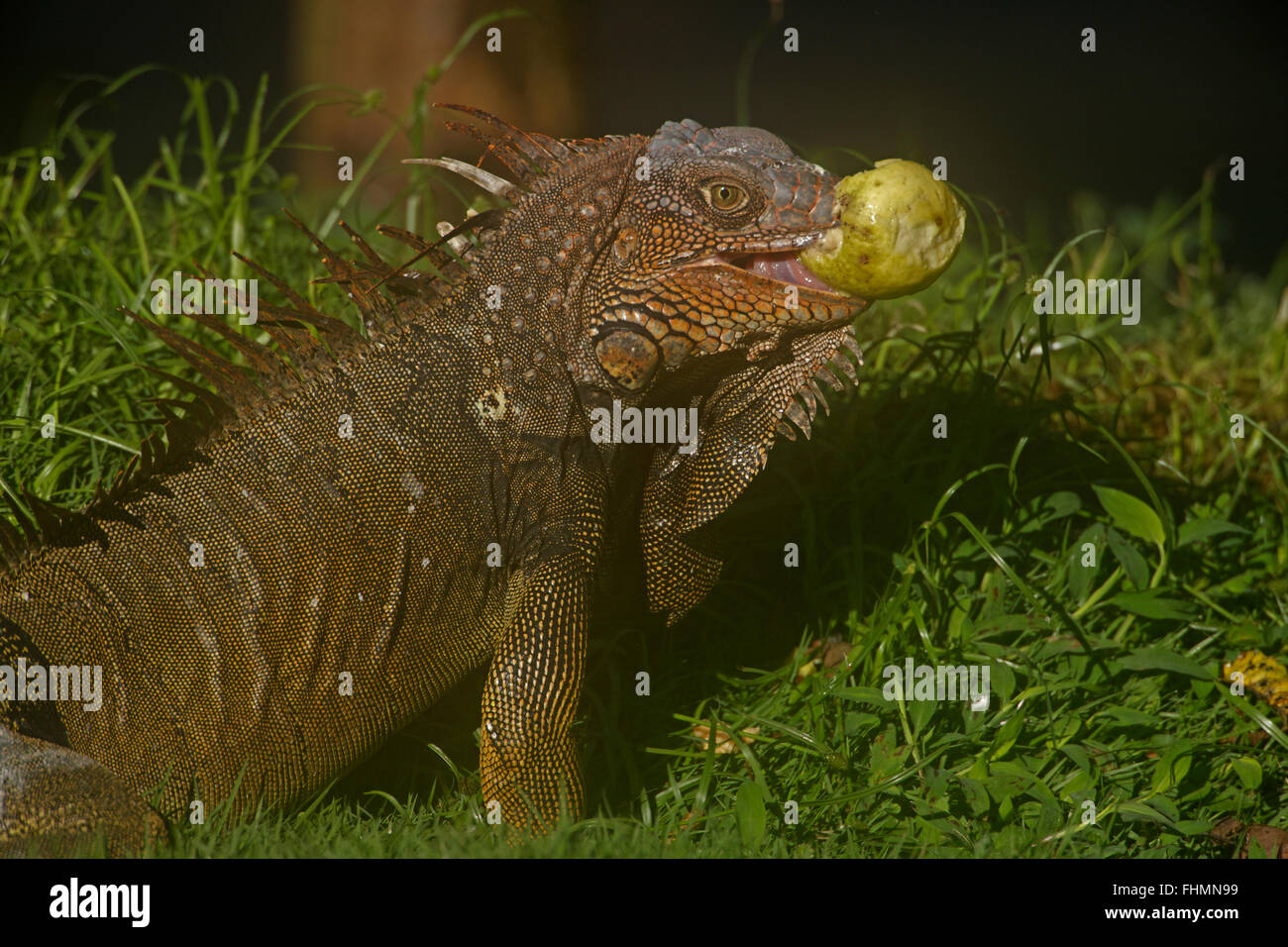 green iguana (Iguana iguana), also known as common iguana, Costa Rica Stock Photo