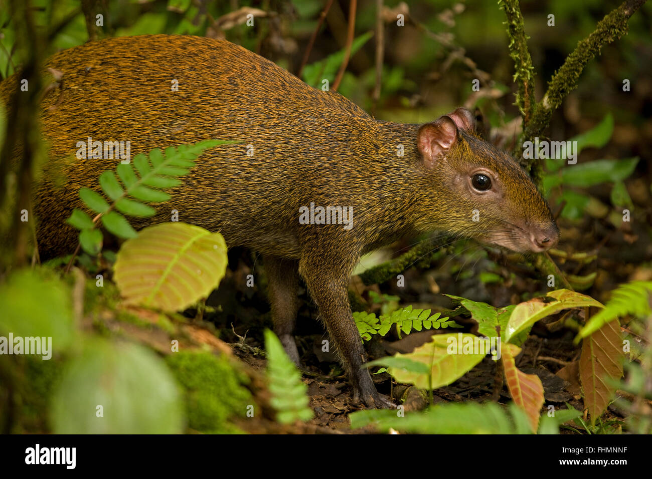 Central American agouti (Dasyprocta punctata) , Costa Rica, Guanacaste  National Park Stock Photo - Alamy