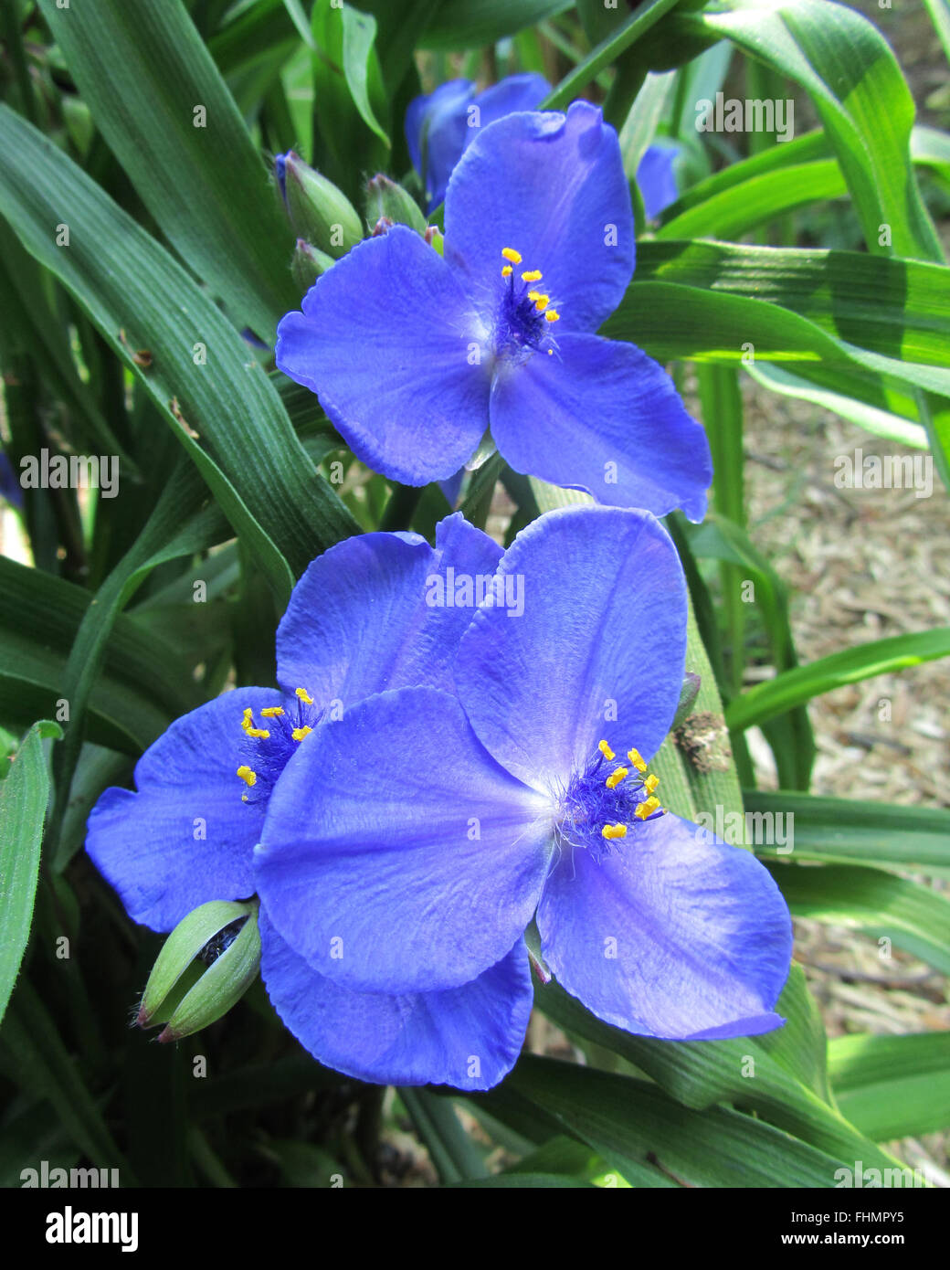 The beautiful blue summer flowers of Tradescantia virgniana (Spiderwort), a perennial plant which is native to the U.S.A. Stock Photo
