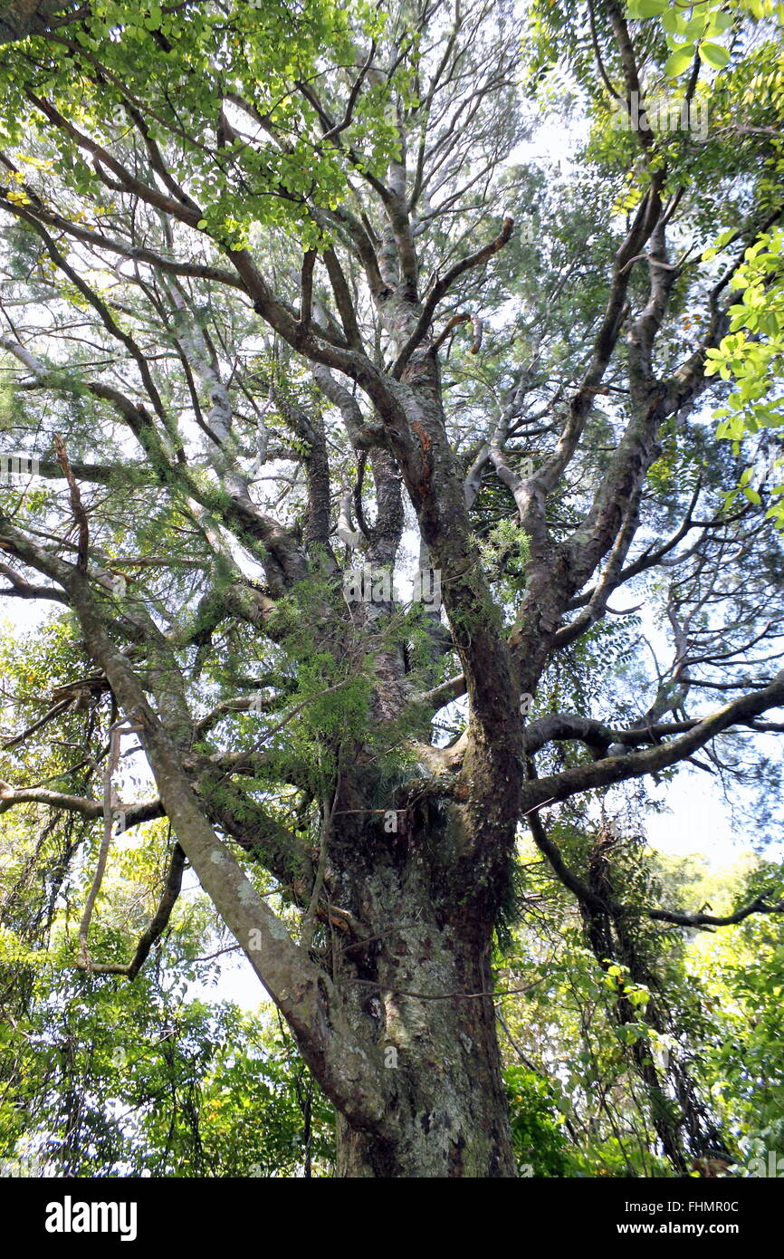 Kahikatea Tree Stock Photo