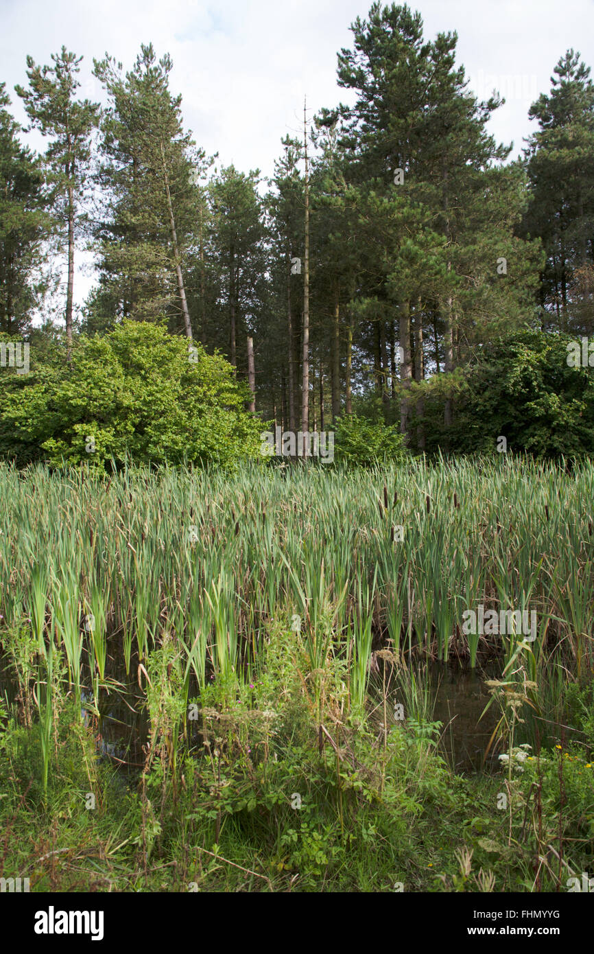 Pond and reedbed at Snipe Dales Nature Reserve between Horncastle and Spilsby  Lincolnshire England Stock Photo