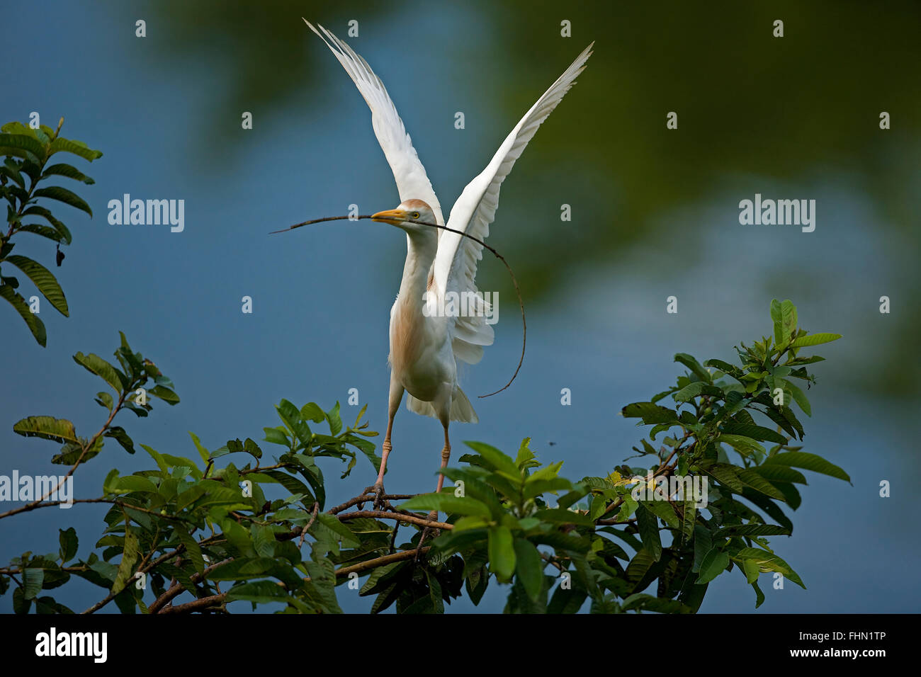 cattle egret (Bubulcus ibis), with nesting material, Costa Rica Stock Photo