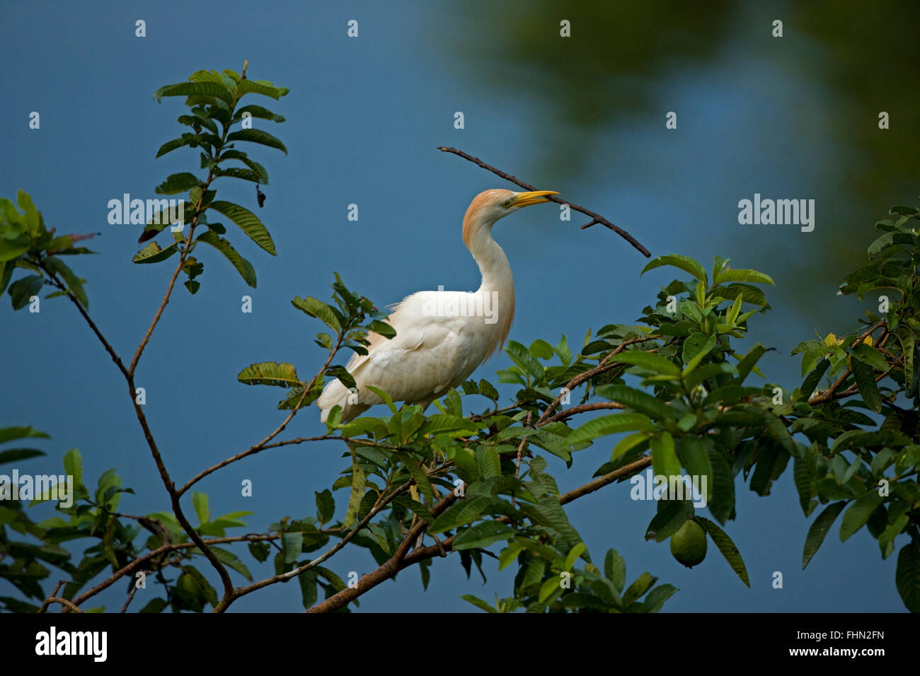 cattle egret (Bubulcus ibis), with nesting material, Costa Rica Stock Photo