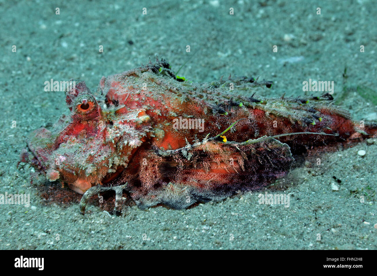 Filamented devilfish, Inimicus filamentosus, Eilat, Red Sea,  Israel Stock Photo