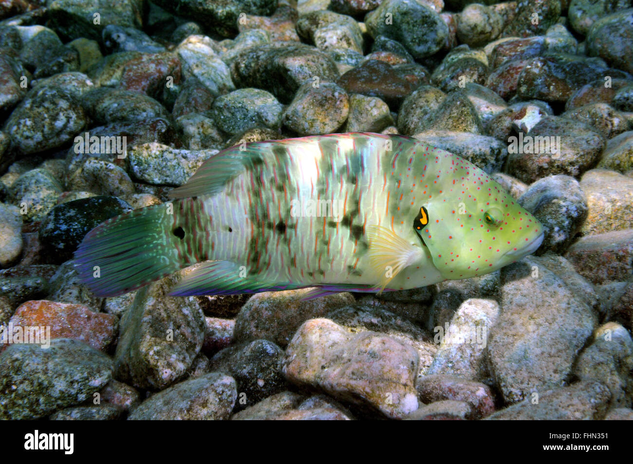 Broomtail wrasse, Cheilinus lunulatus, Eilat, Red Sea, Israel Stock
