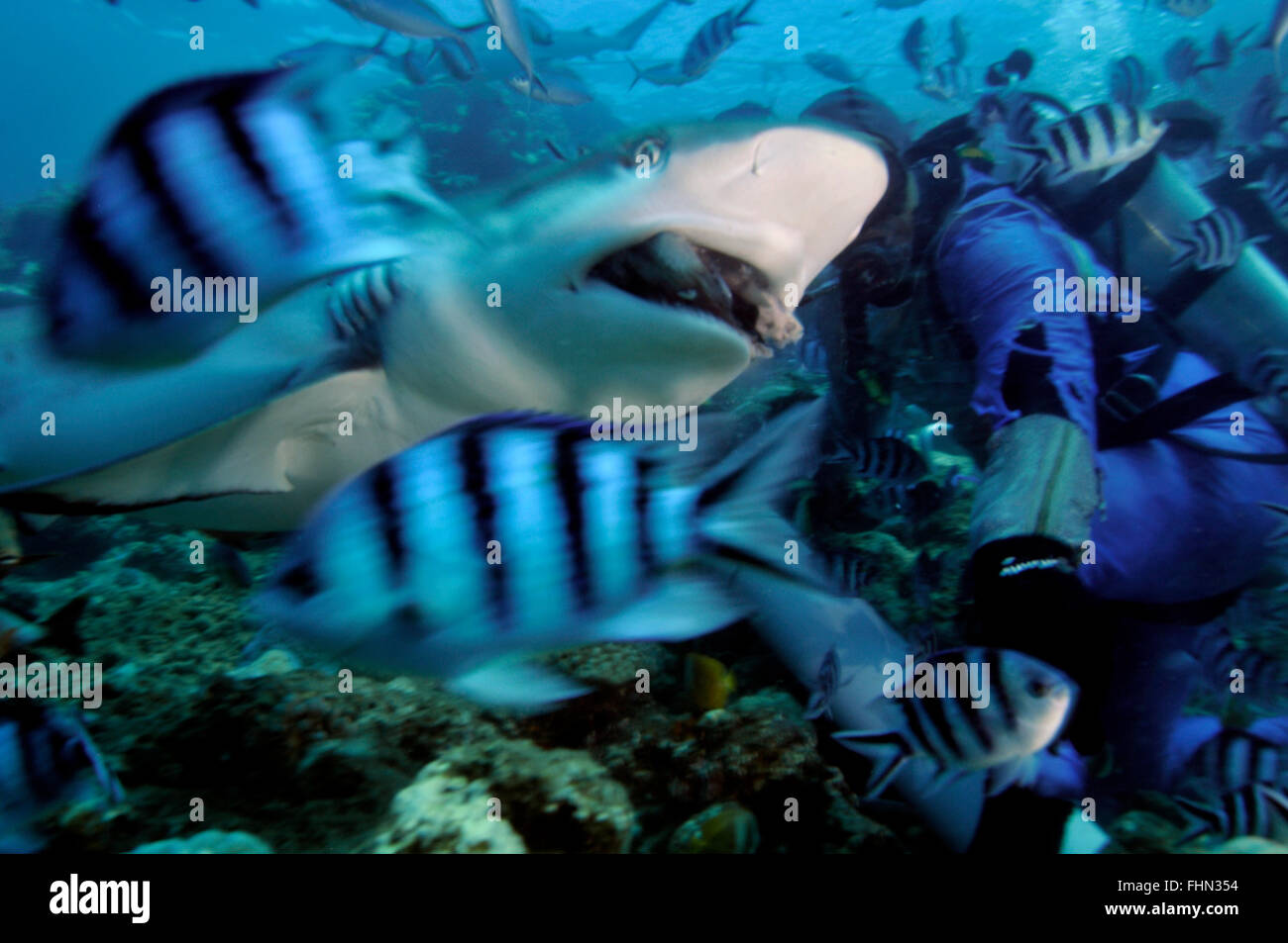 Silvertip shark, Carcharhinus albimarginatus, swims by divers, Beqa lagoon, Viti Levu,  Fiji, South Pacific Stock Photo