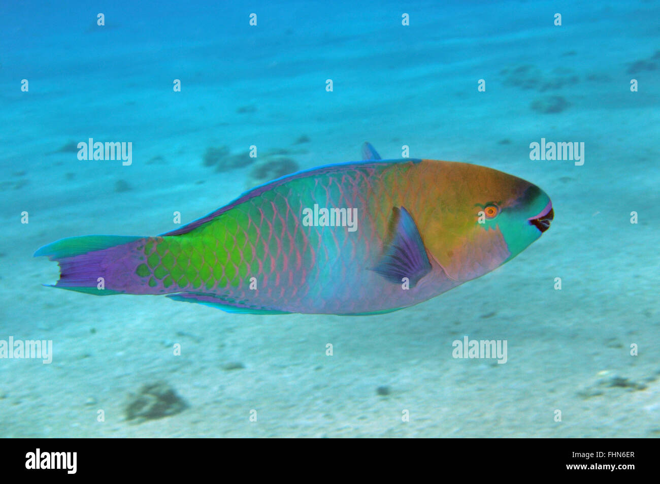 Rusty parrotfish, Scarus ferrugineus, Eilat, Red Sea, Israel Stock Photo