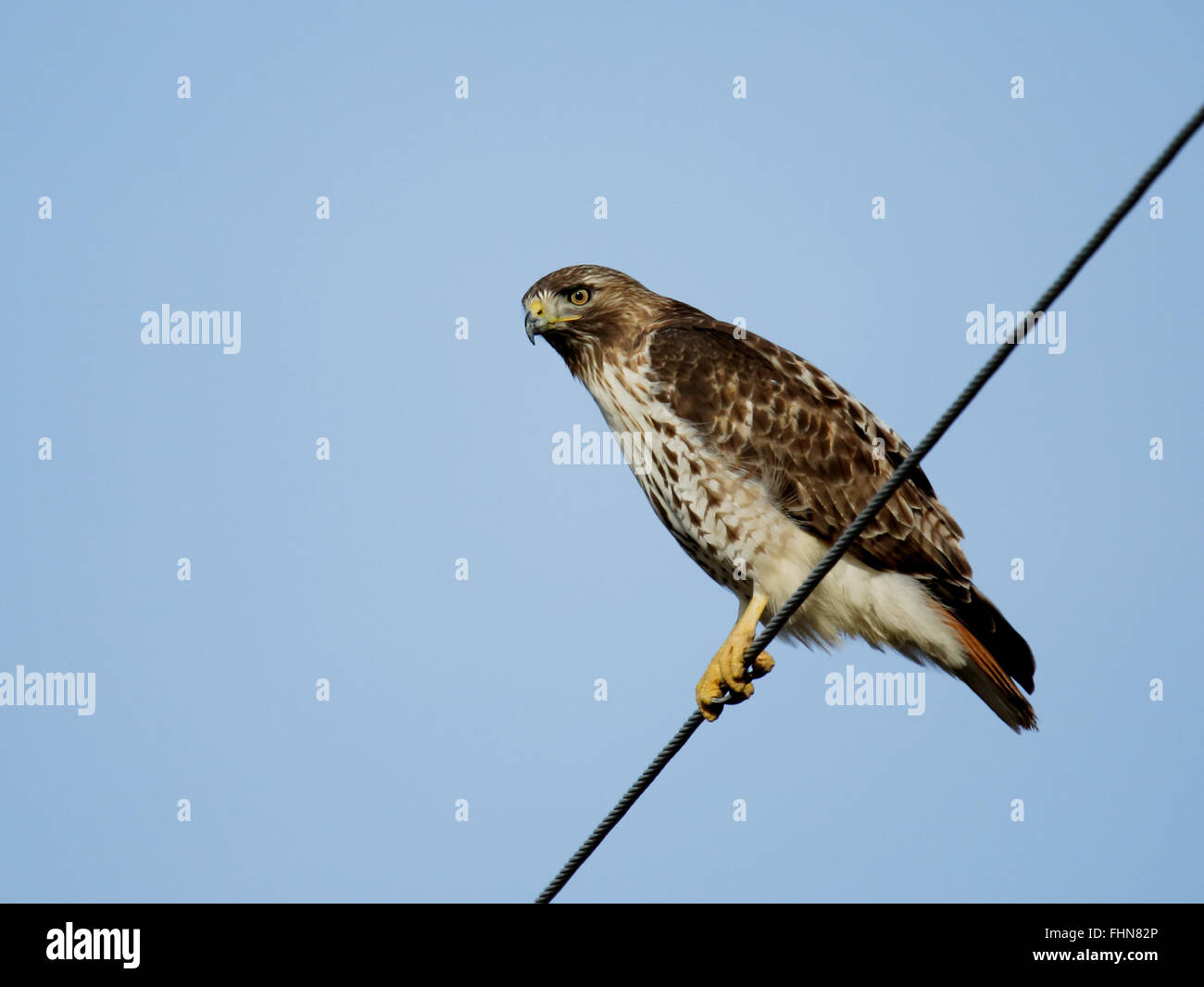 Chicken hawk hi-res stock photography and images - Alamy