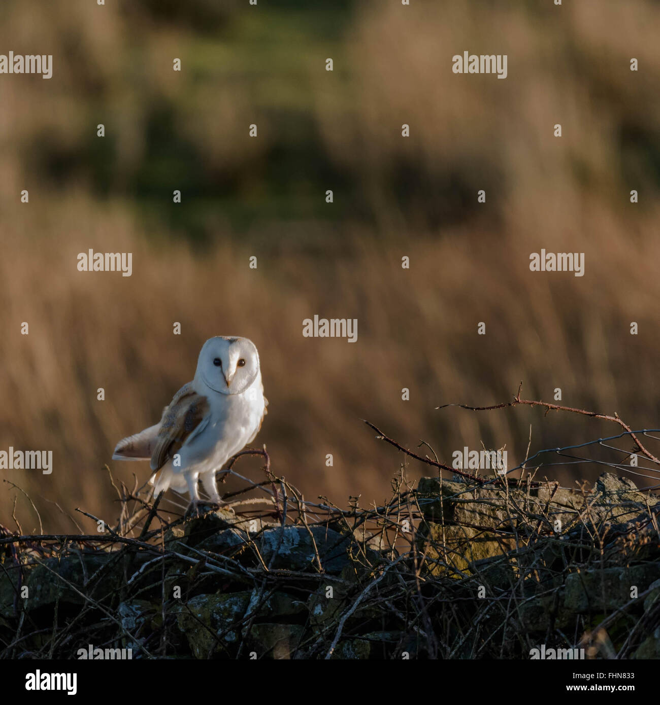 barn owl perched Stock Photo