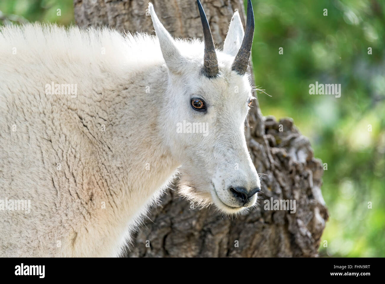 Closeup of the face of a rocky mountain goat in Custer State Park in South Dakota Stock Photo