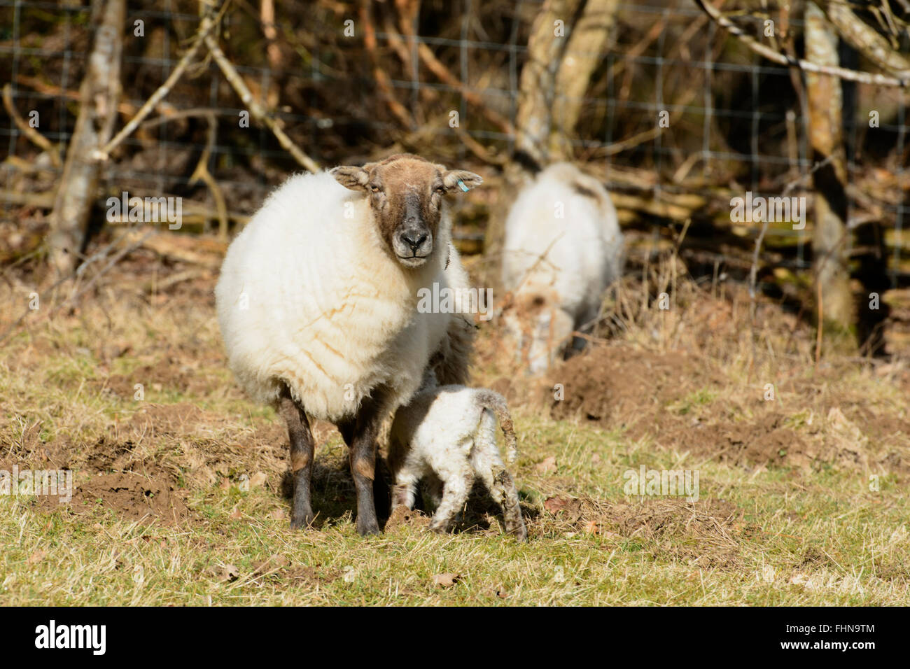 New born lamb and sheep hi-res stock photography and images - Alamy