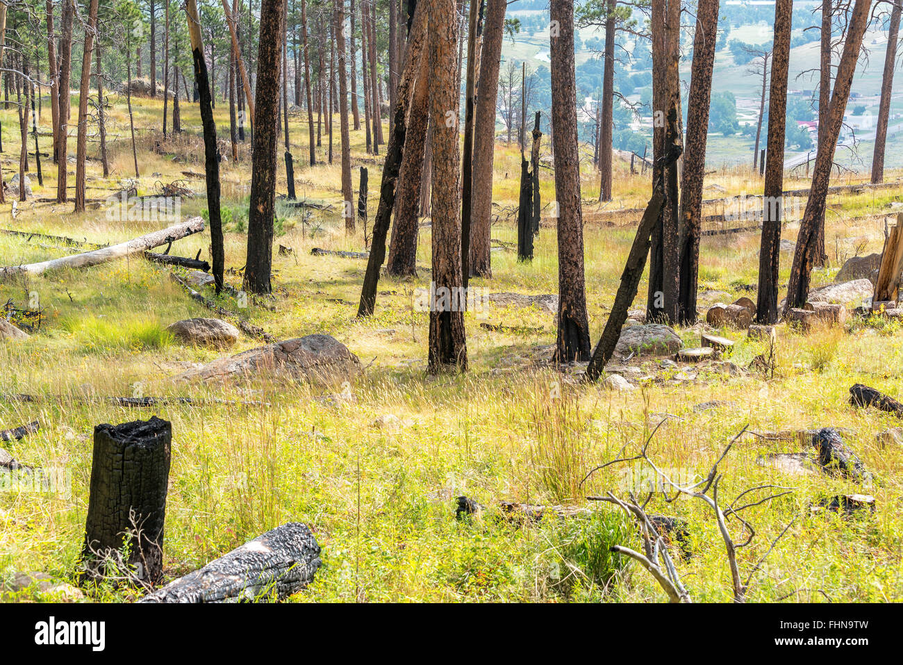 Trees damaged in a forest fire at the base of Devils Tower in Wyoming