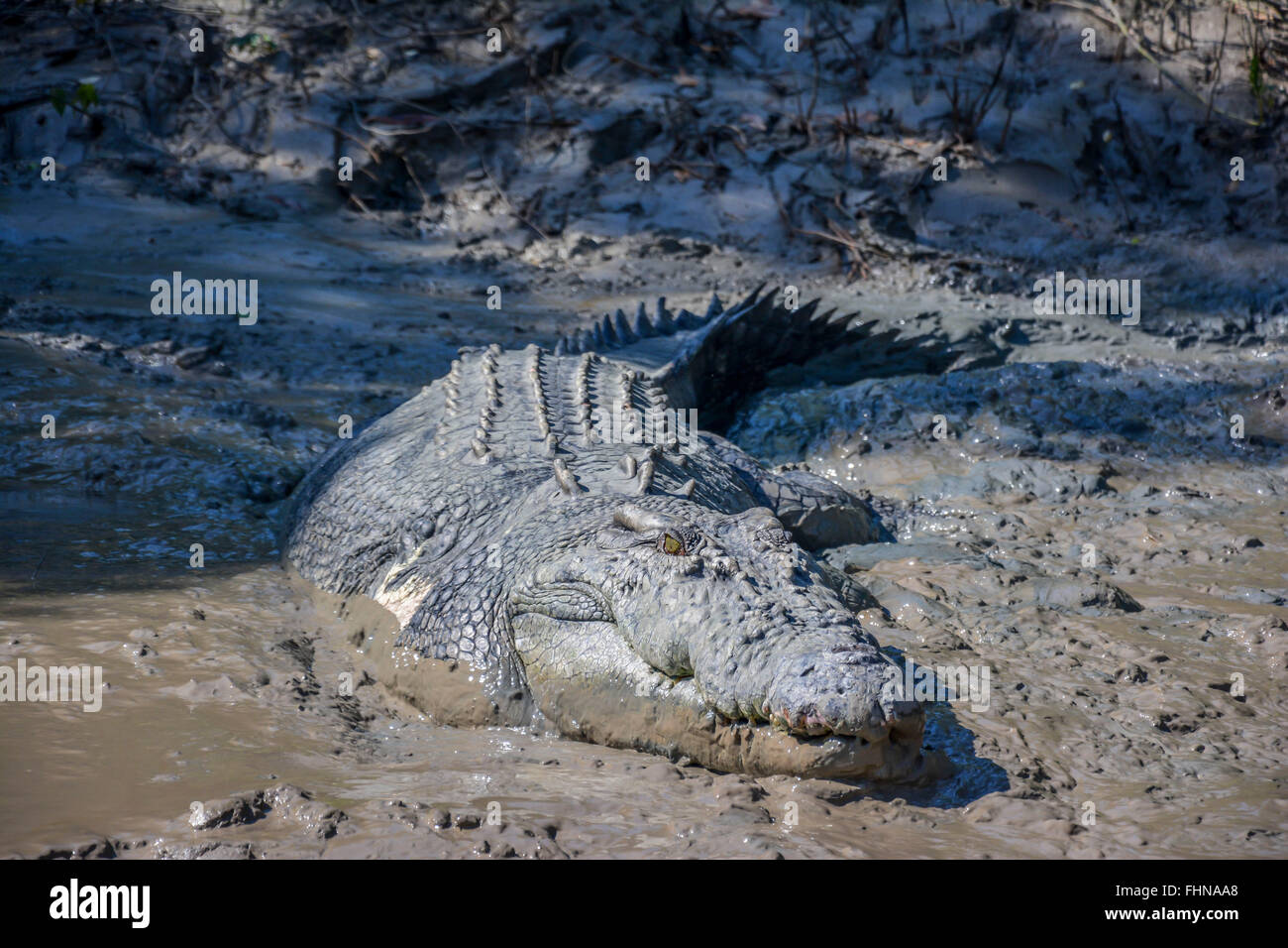 Big crocodile named 'Brutus' near the Adelaide River, Kakadu National Park, Darwin, Australia