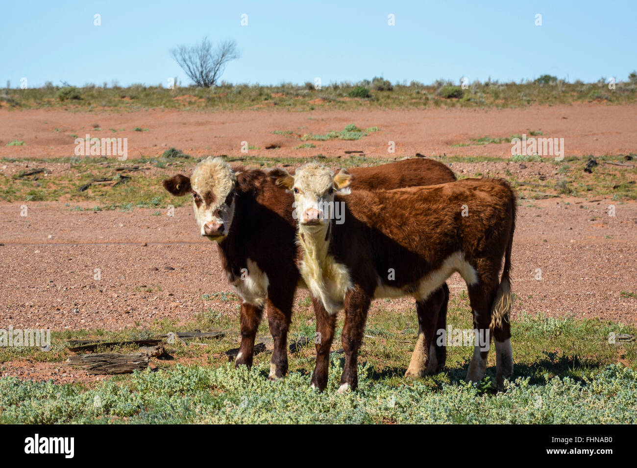 Outback Cattle Australia outback cows hi-res stock photography and images - Alamy