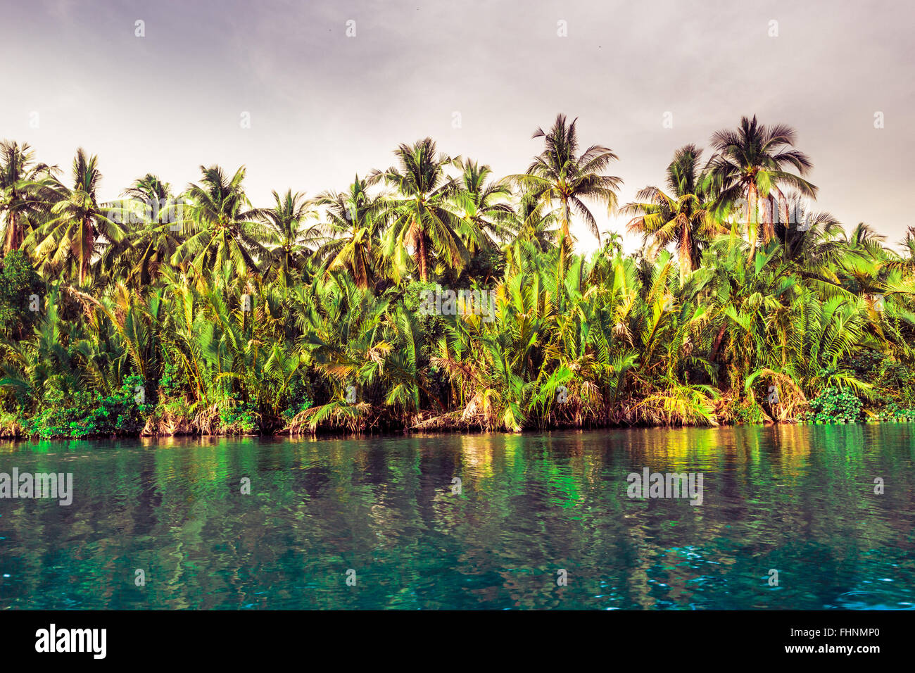 Palm trees on sea shore at beautiful sunny day Stock Photo - Alamy