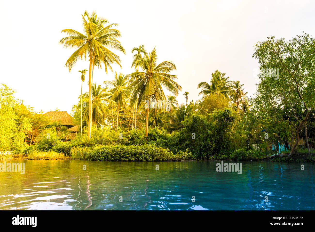 Palm trees on sea shore at beautiful sunny day Stock Photo - Alamy