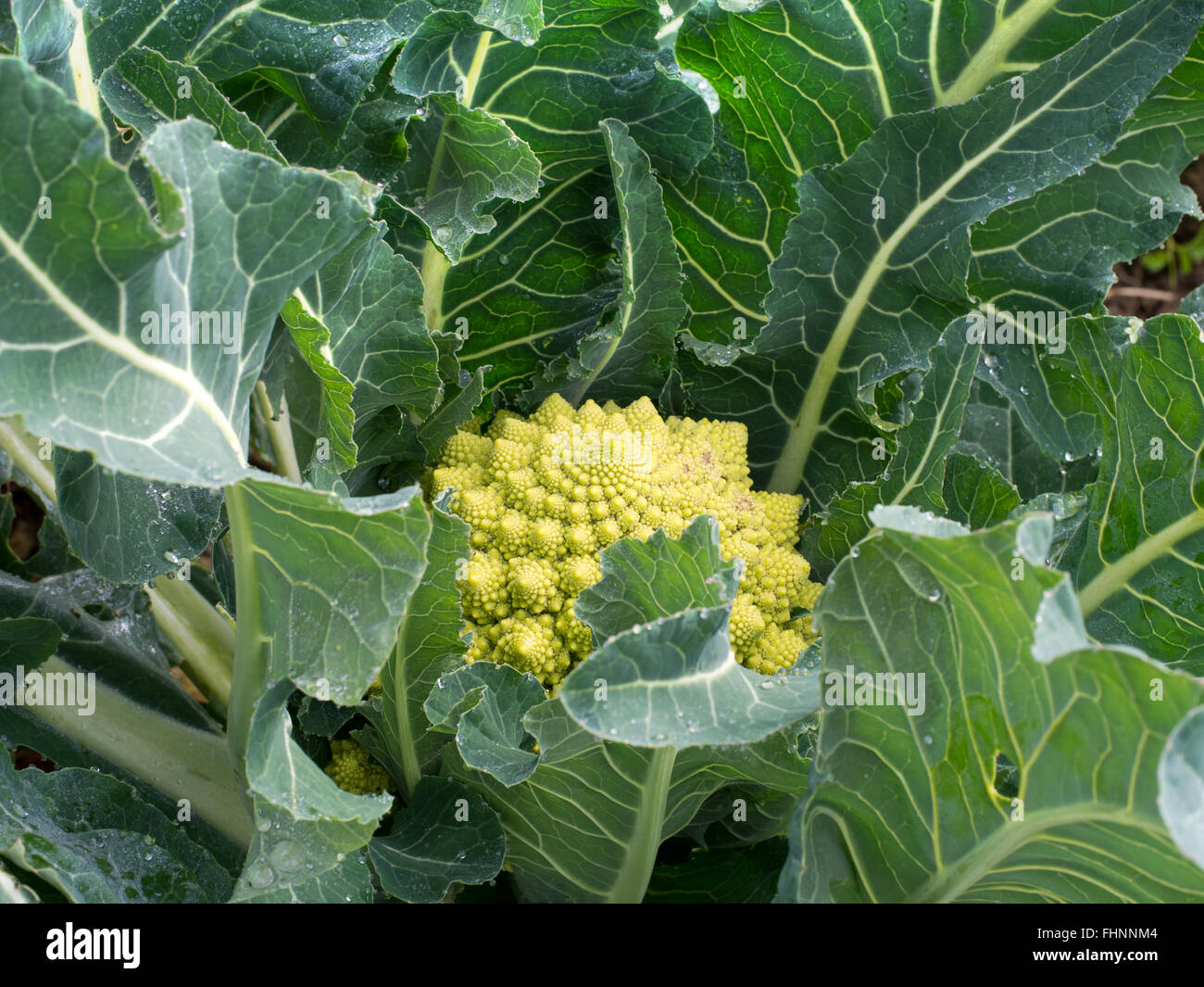 Broccoflower - Romanesco green cauliflower. Grown in my garden! Stock Photo