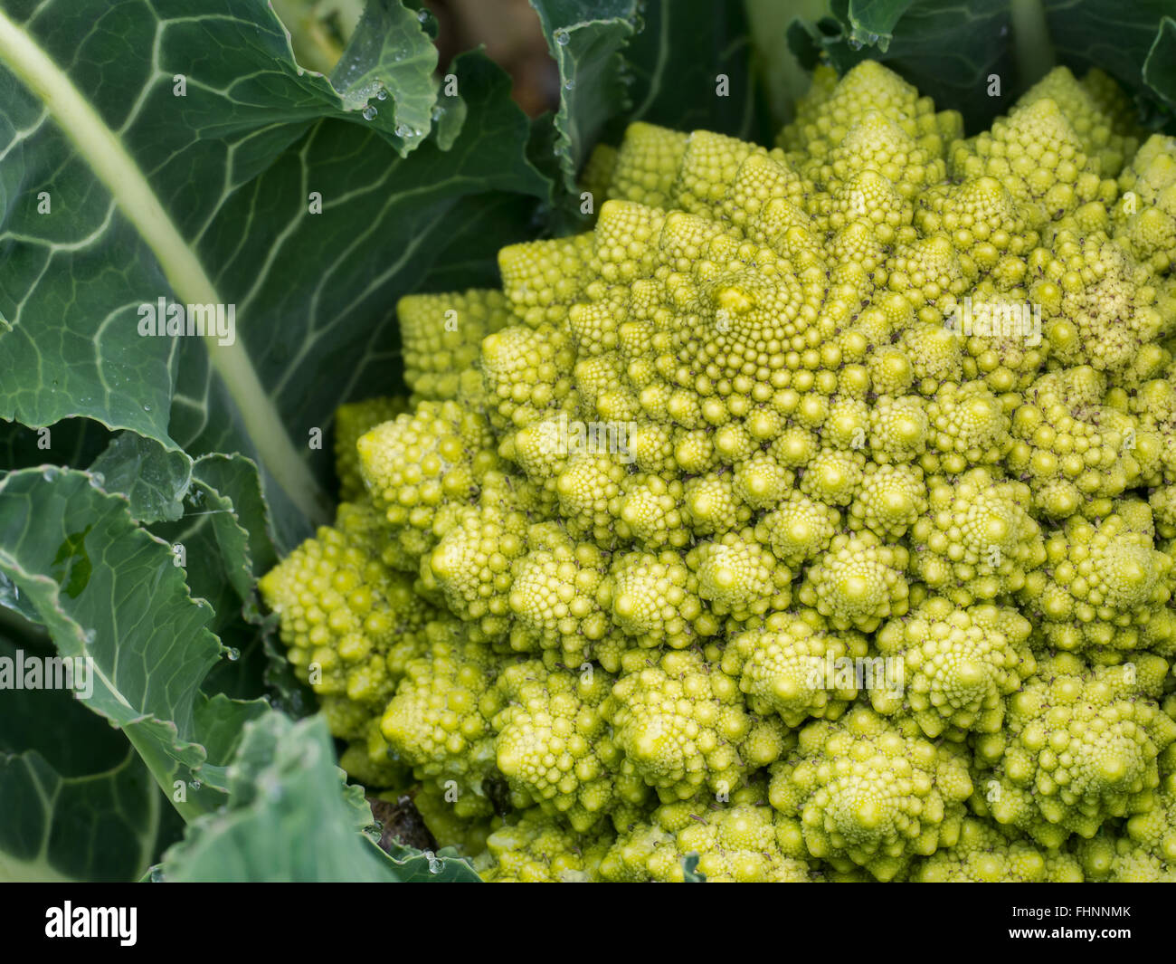 Broccoflower - Romanesco green cauliflower. Growing in my garden. Aka Broccoflower Stock Photo