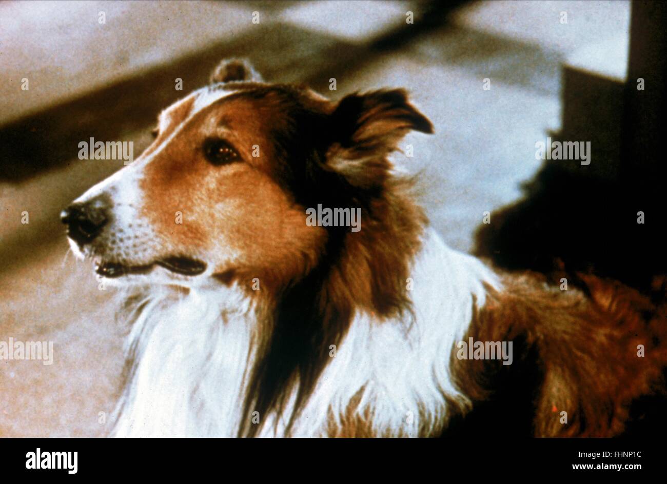 Sun Comes Up, The (1949) -- (Movie Clip) Fare You Well, Lassie