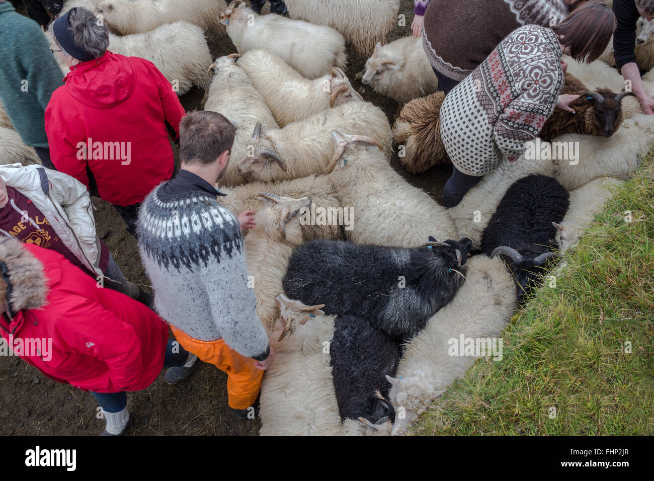 Group of people at farm in iceland Stock Photo