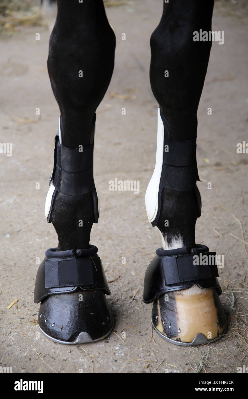 Horse Hooves High Resolution Stock Photography and Images Alamy