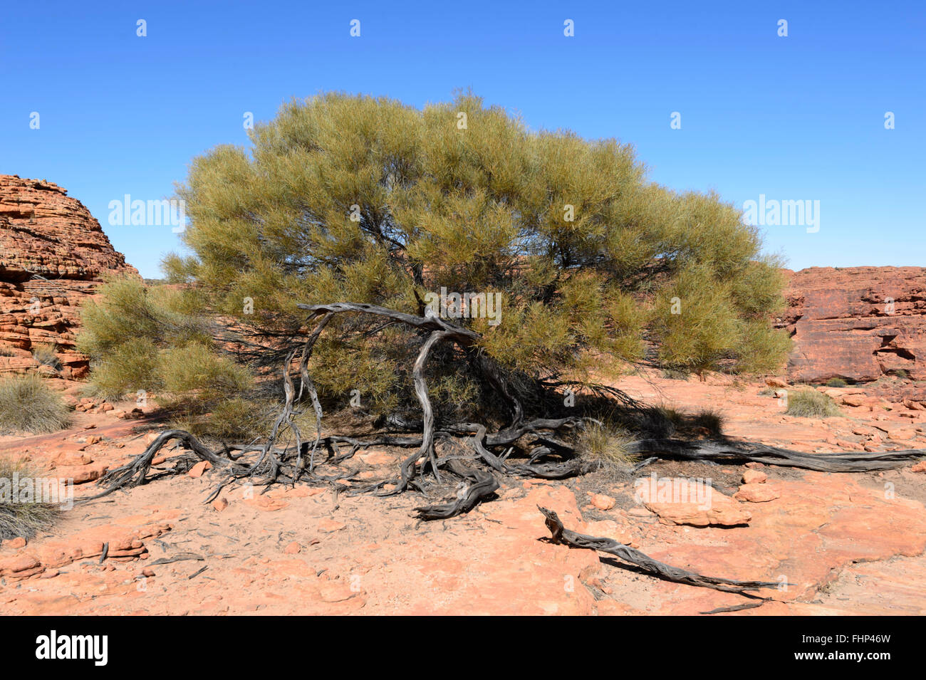 Acacia on top of King's Canyon, Northern Territory, Australia Stock Photo
