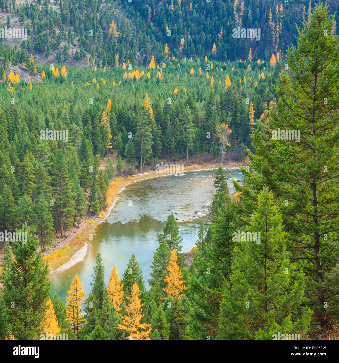 fall colors of larch along the blackfoot river near potomac, montana Stock Photo