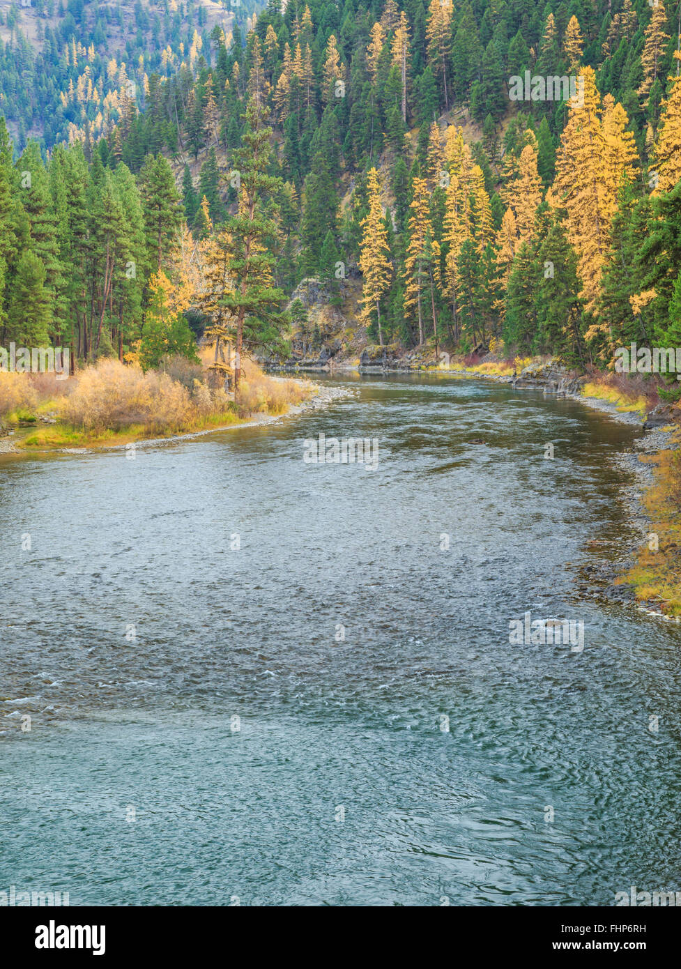 fall colors of larch along the blackfoot river at whitaker bridge fishing access near potomac, montana Stock Photo